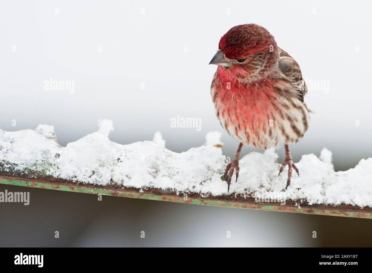Finale della casa in inverno Foto Stock