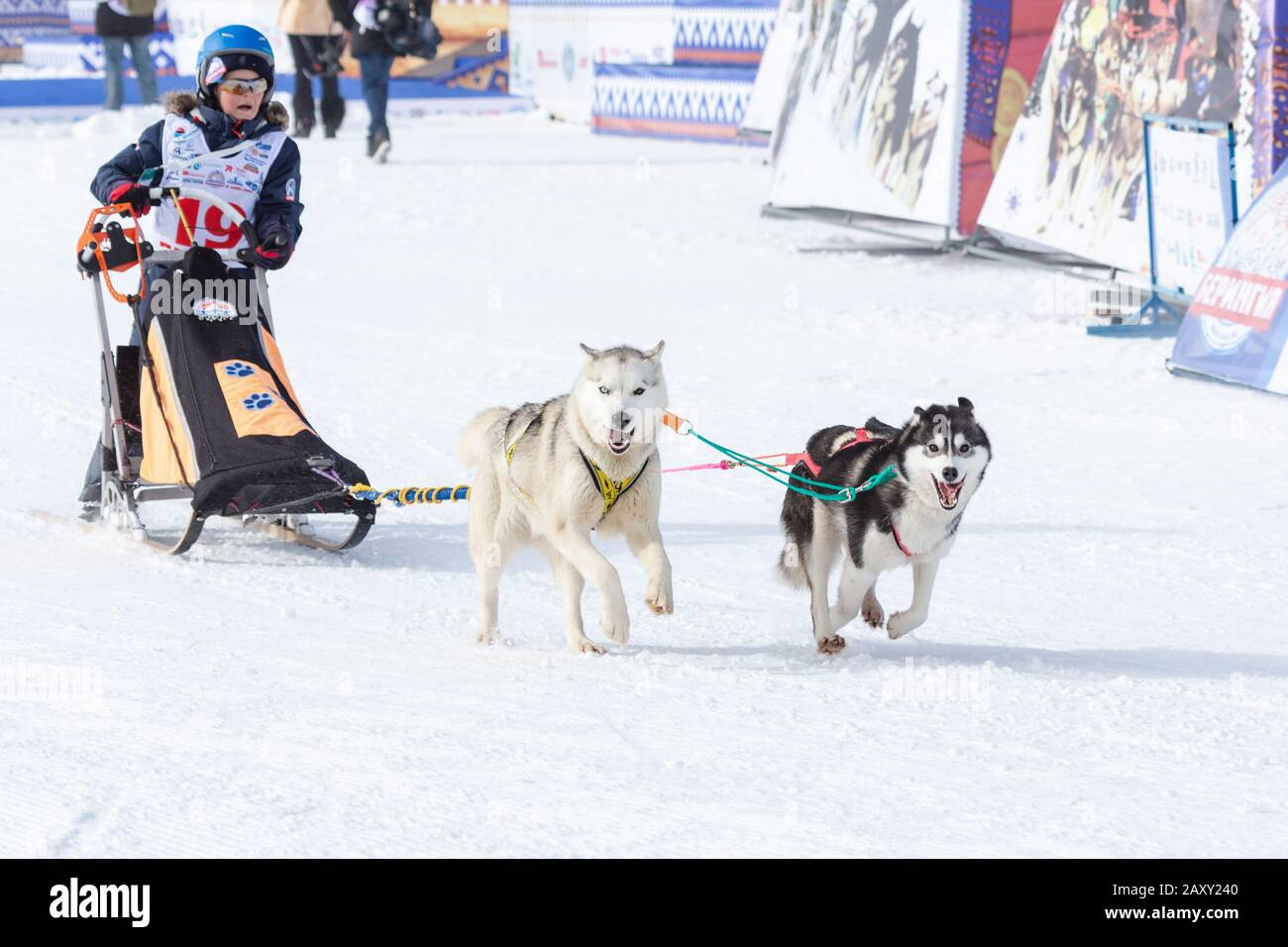 Bambino mushing slitta cane squadra, correre su neve distanza di corsa durante Kamchatka Kids Competizioni cane slitta Dyulin Racing (Beringia). Città Di Petropavlovsk Foto Stock