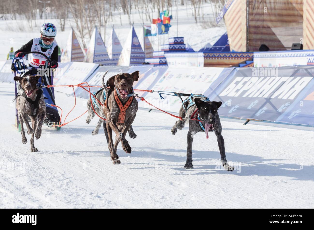 Maschio bambino mushing slitta cane squadra, correre su neve distanza corsa durante Kamchatka Kids Conpetizioni cane slitta Racing Dyulin (Beringia). Petropavlovsk Foto Stock