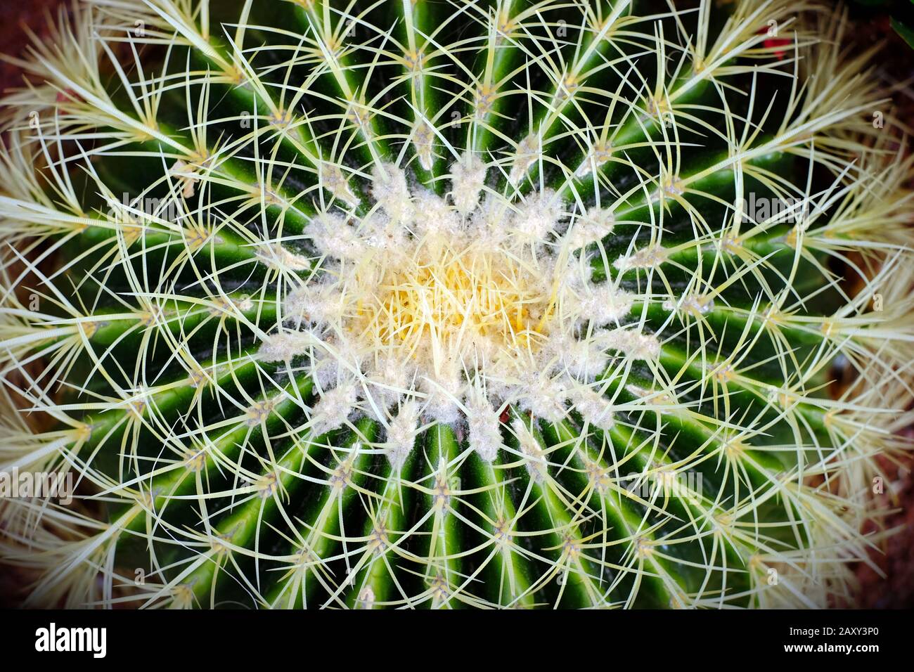Cactus centro succulento, vista dall'alto, simmetria nella natura. Foto Stock
