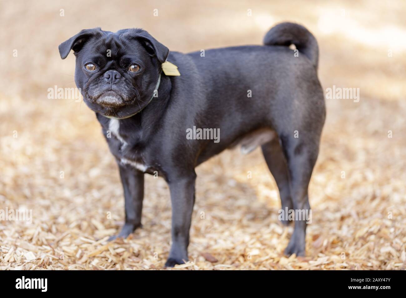 Cucciolo Maschio Pug Nero Foto Stock