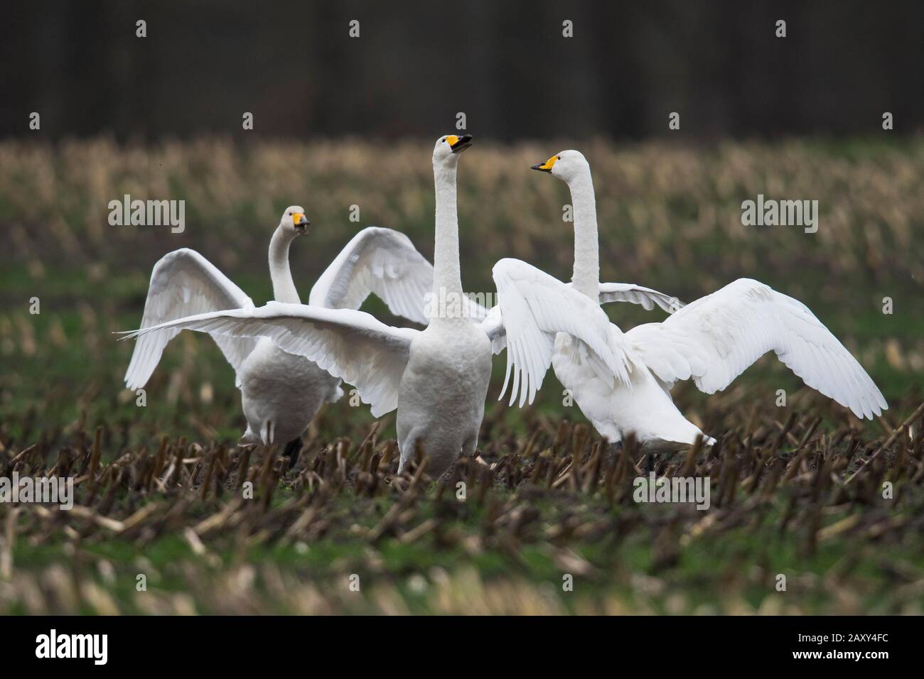 Whooper cigni (Cygnus cygnus), in piedi con ali sparsi su un campo, Emsland, Bassa Sassonia, Germania Foto Stock