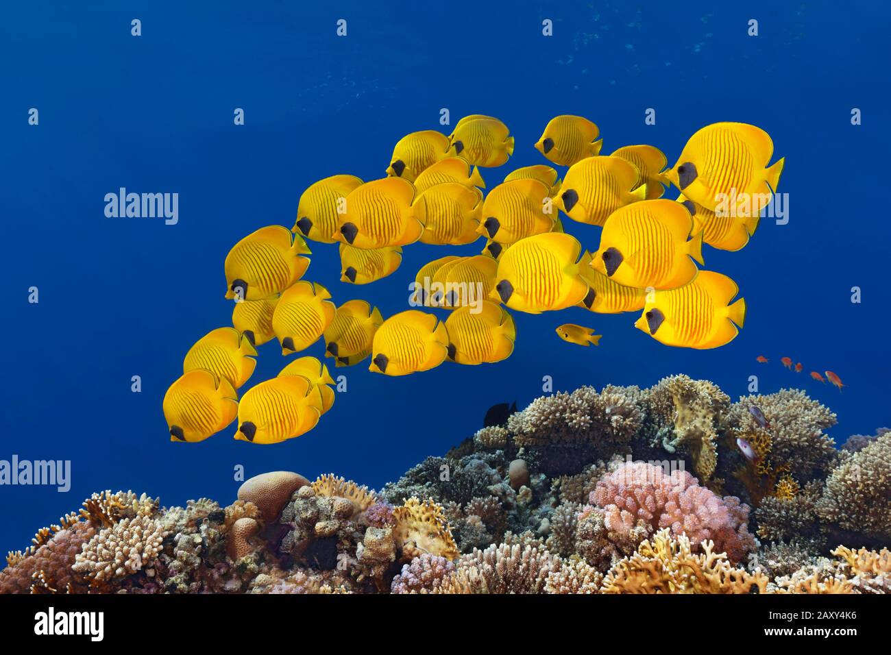 Tiepido Bluecheek Butterflyfishs (Chaetodon Semilarvatus), Mar Rosso, Egitto Foto Stock