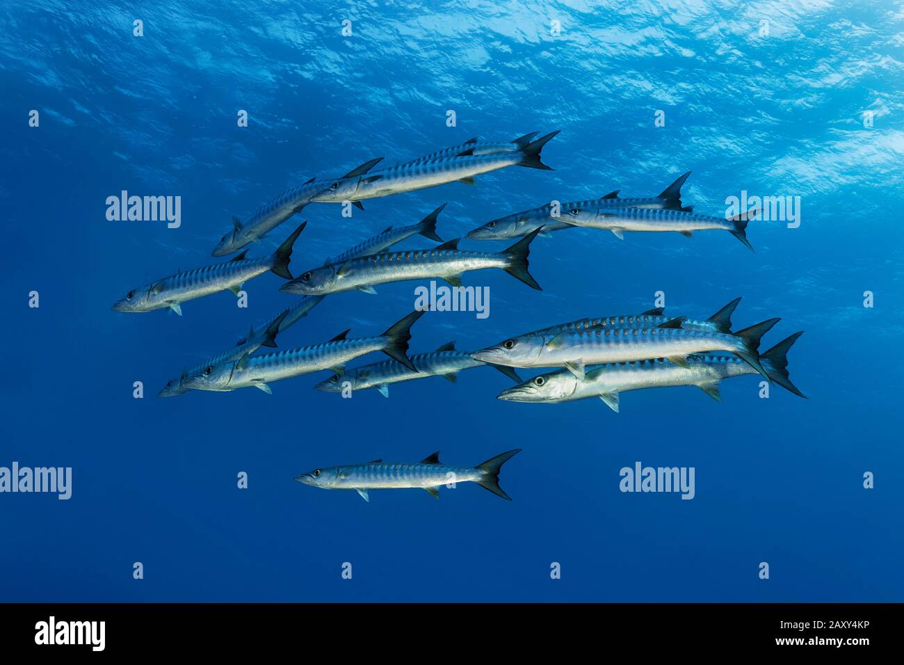 Gregge di barracuda Blackfin (Sphyraena qenie) nuoto in acqua blu, Mar Rosso, Egitto Foto Stock