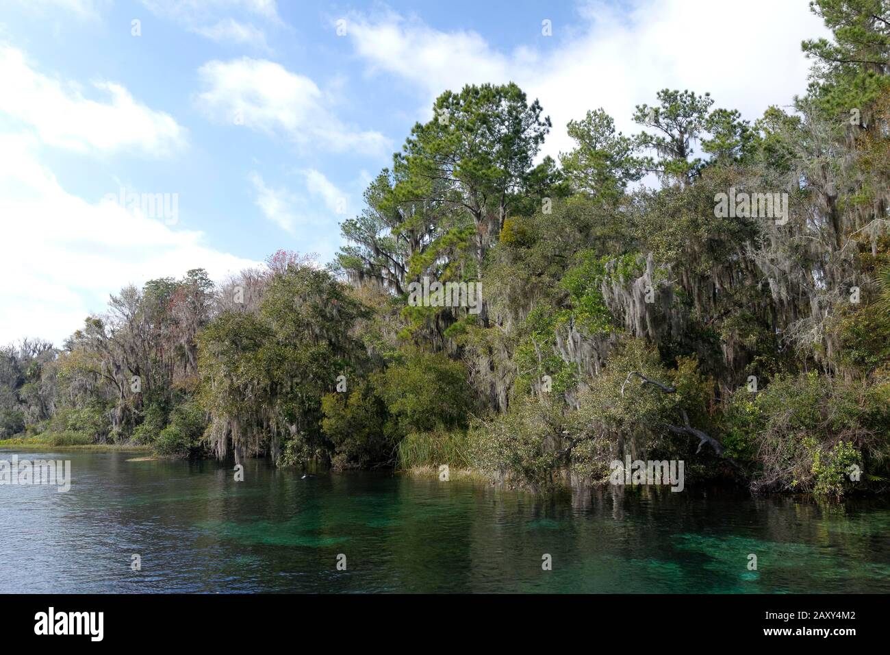 Paesaggio fluviale, alberi con muschio spagnolo o (Tillandsia usneoides), Rainbow River, Rainbow Springs state Park, Dunnelon, Florida, USA Foto Stock