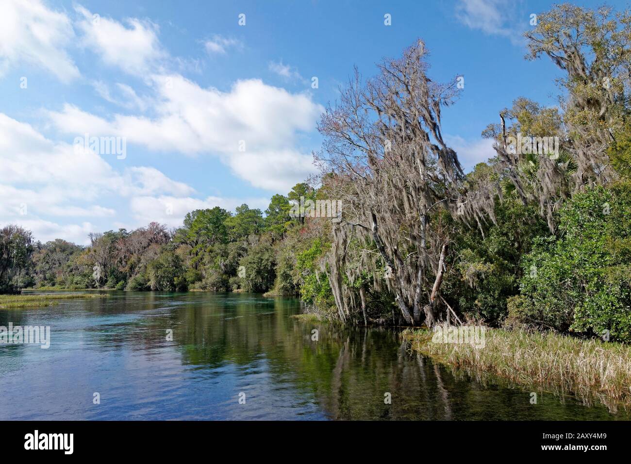 Paesaggio fluviale con canne, alberi con muschio spagnolo o (Tillandsia usneoides), Rainbow River, Rainbow Springs state Park, Dunnelon, Florida, Stati Uniti Foto Stock