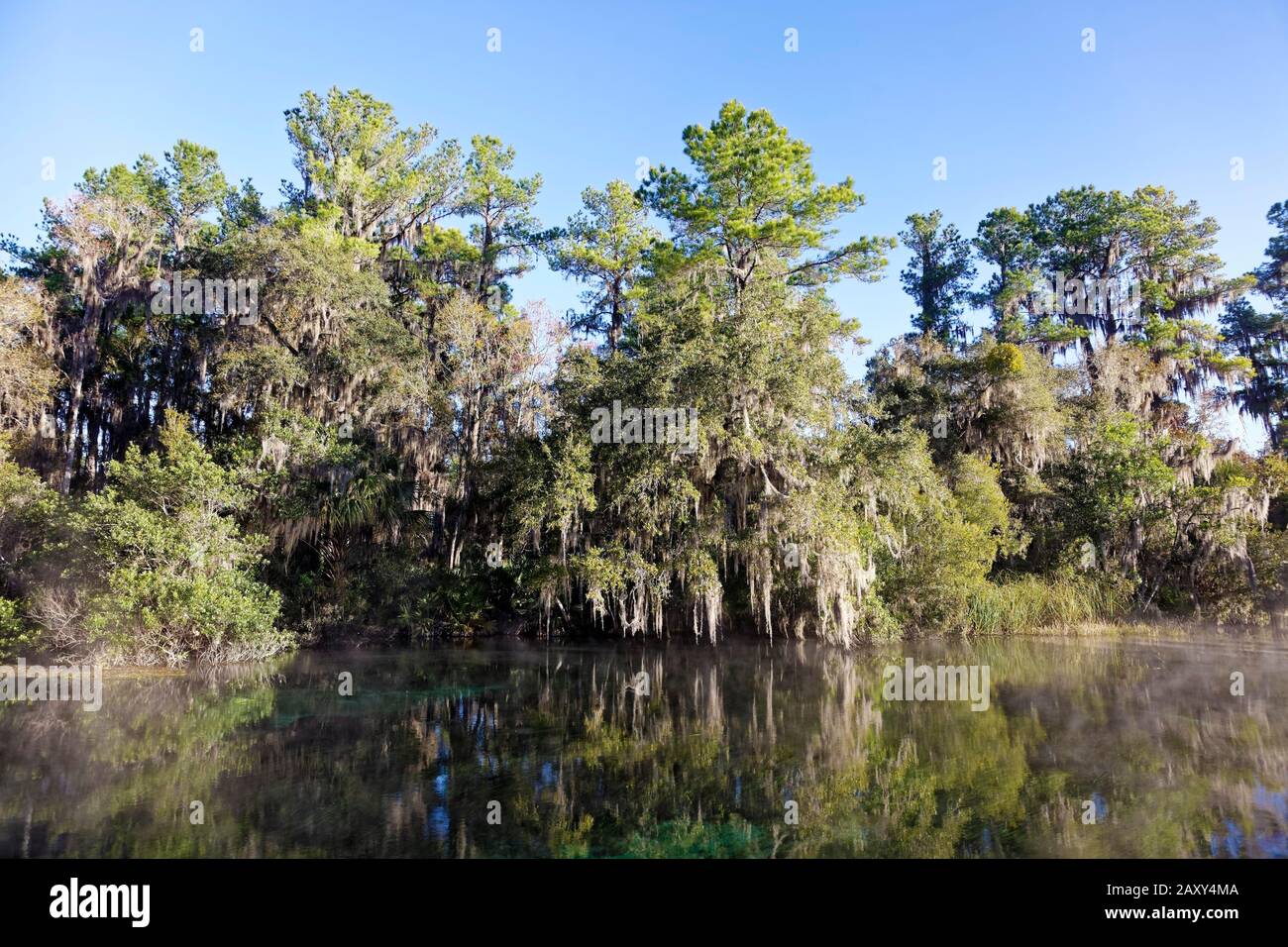 Paesaggio fluviale, alberi con muschio spagnolo o (Tillandsia usneoides), Rainbow River, Rainbow Springs state Park, Dunnelon, Florida, USA Foto Stock