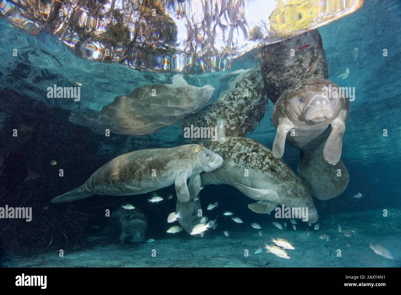 West Indian Manatee (Trichechus manatus), famiglia, toro, mucca, e vitello, Three Sisters Springs, Manatee Sanctuary, Crystal River, Florida, USA Foto Stock