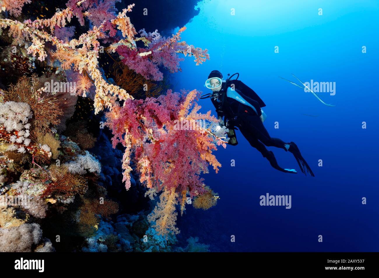 Il subacqueo osserva i coralli molli di Klunzingers (Dendronephthya klunzingeri) alle pareti della barriera corallina, il Mar Rosso, l'Egitto Foto Stock