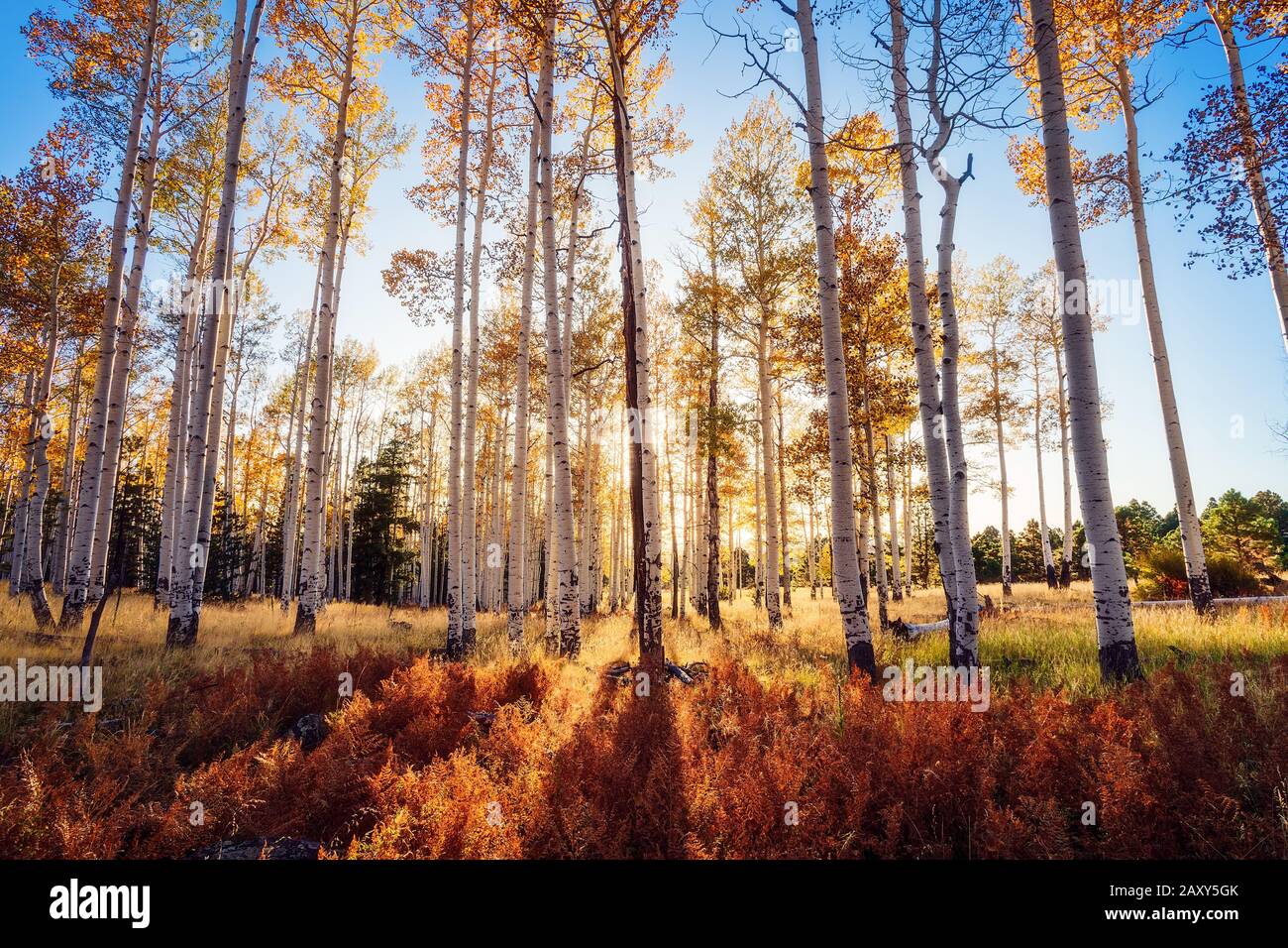 La luce del sole filtra attraverso un boschetto di alberi d'Aspen autunnali con colori brillanti in autunno a Hart Prairie vicino a Flagstaff, Arizona, Stati Uniti Foto Stock