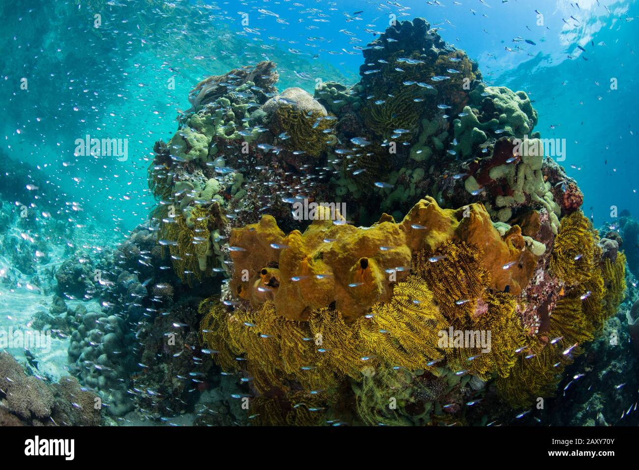 I pesci cardinalfish luminosi nuotano intorno ad un bommie di corallo enorme in Raja Ampat, Indonesia. Si ritiene che questa regione sia il centro della biodiversità marina. Foto Stock