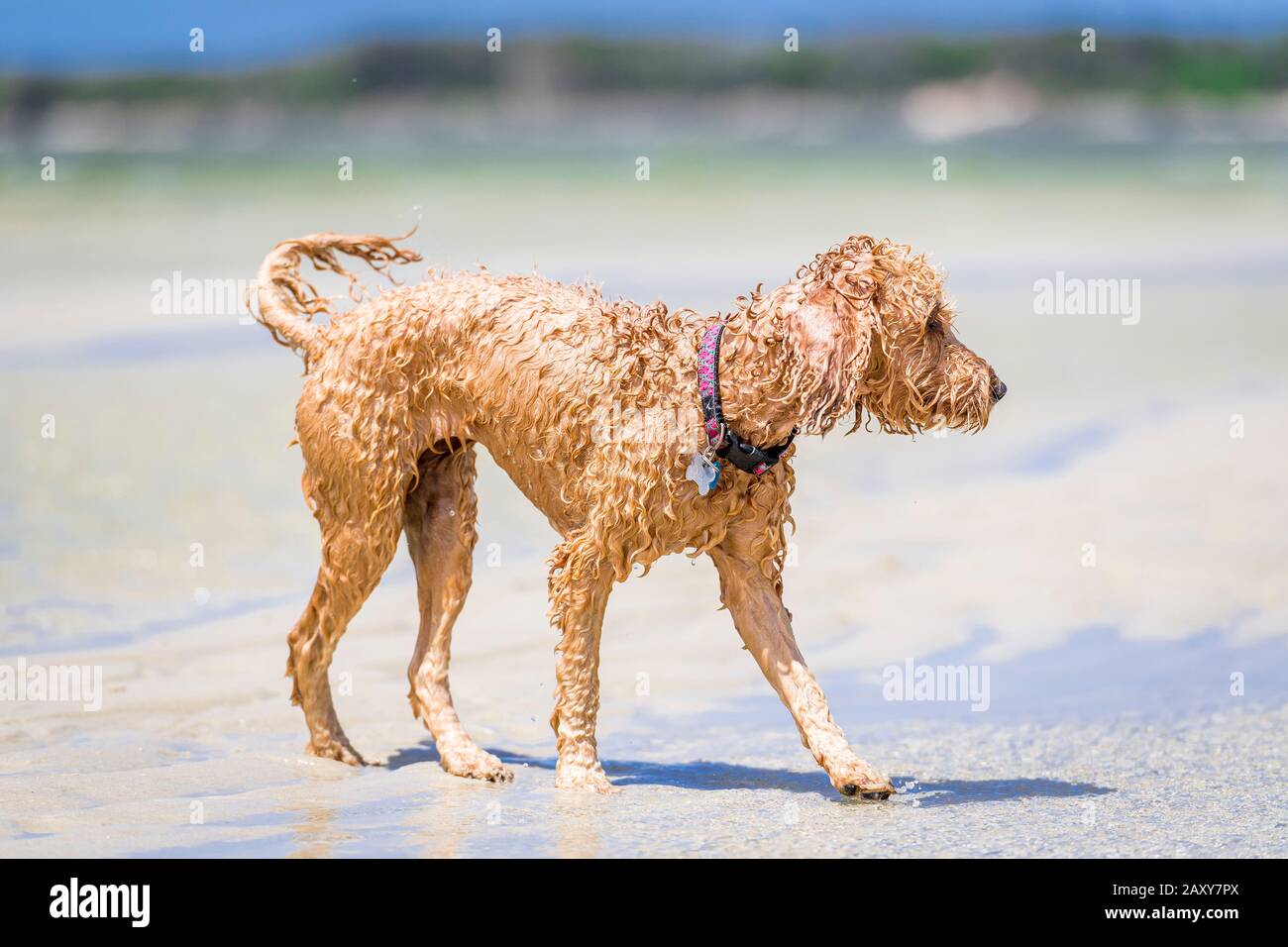 Un puppy spoodle alla spiaggia dimostra il cane bagnato sguardo. Foto Stock