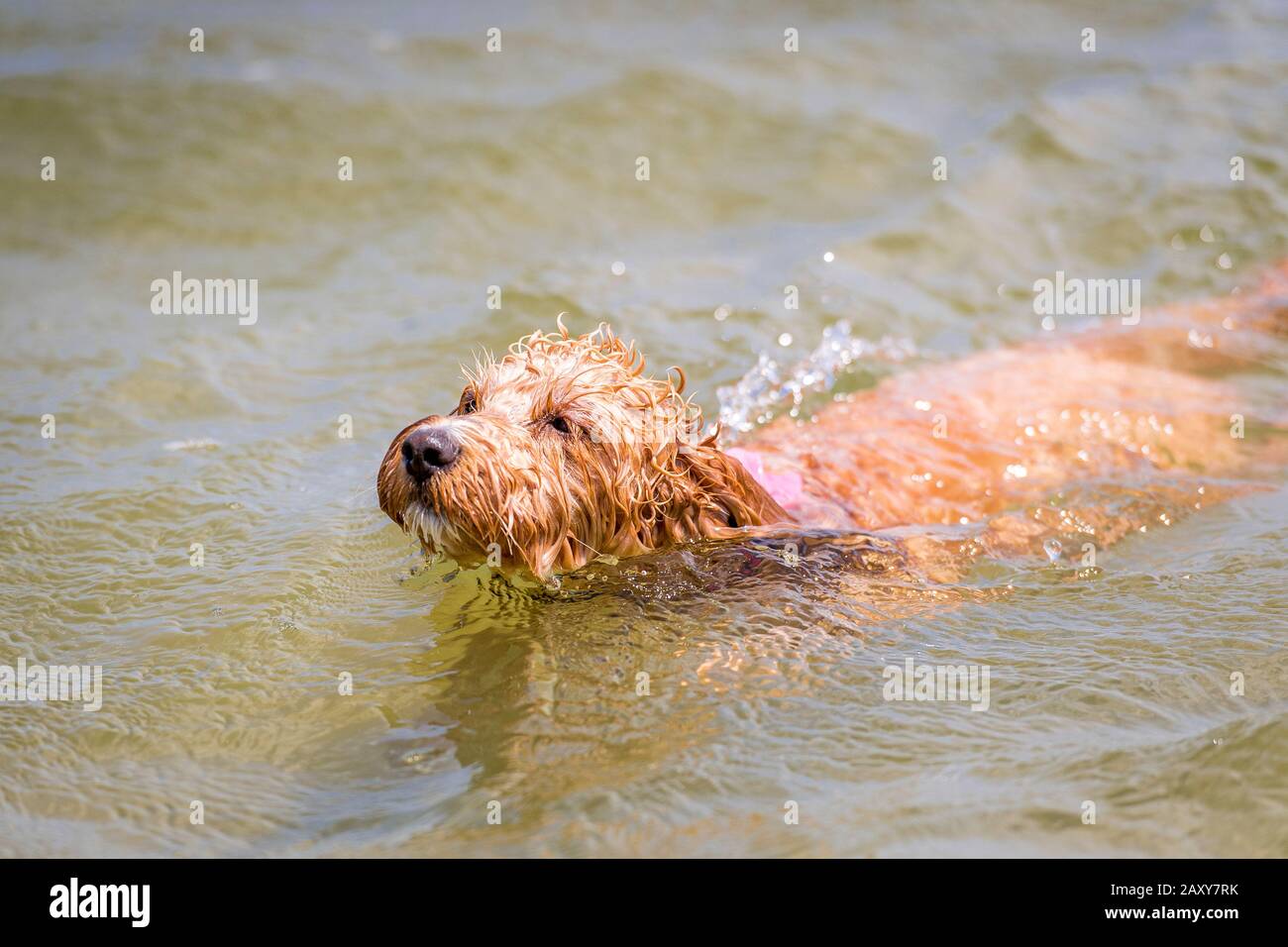 Un puppy spoodle che gioca alla spiaggia che nuotano in acqua Foto Stock