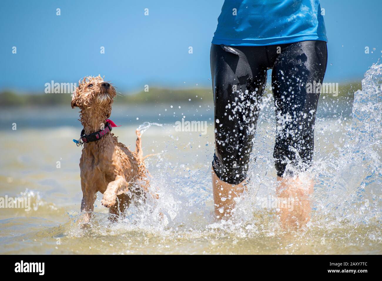 Un puppy spoodle che gioca alla spiaggia che corre attraverso l'acqua accanto al suo proprietario Foto Stock