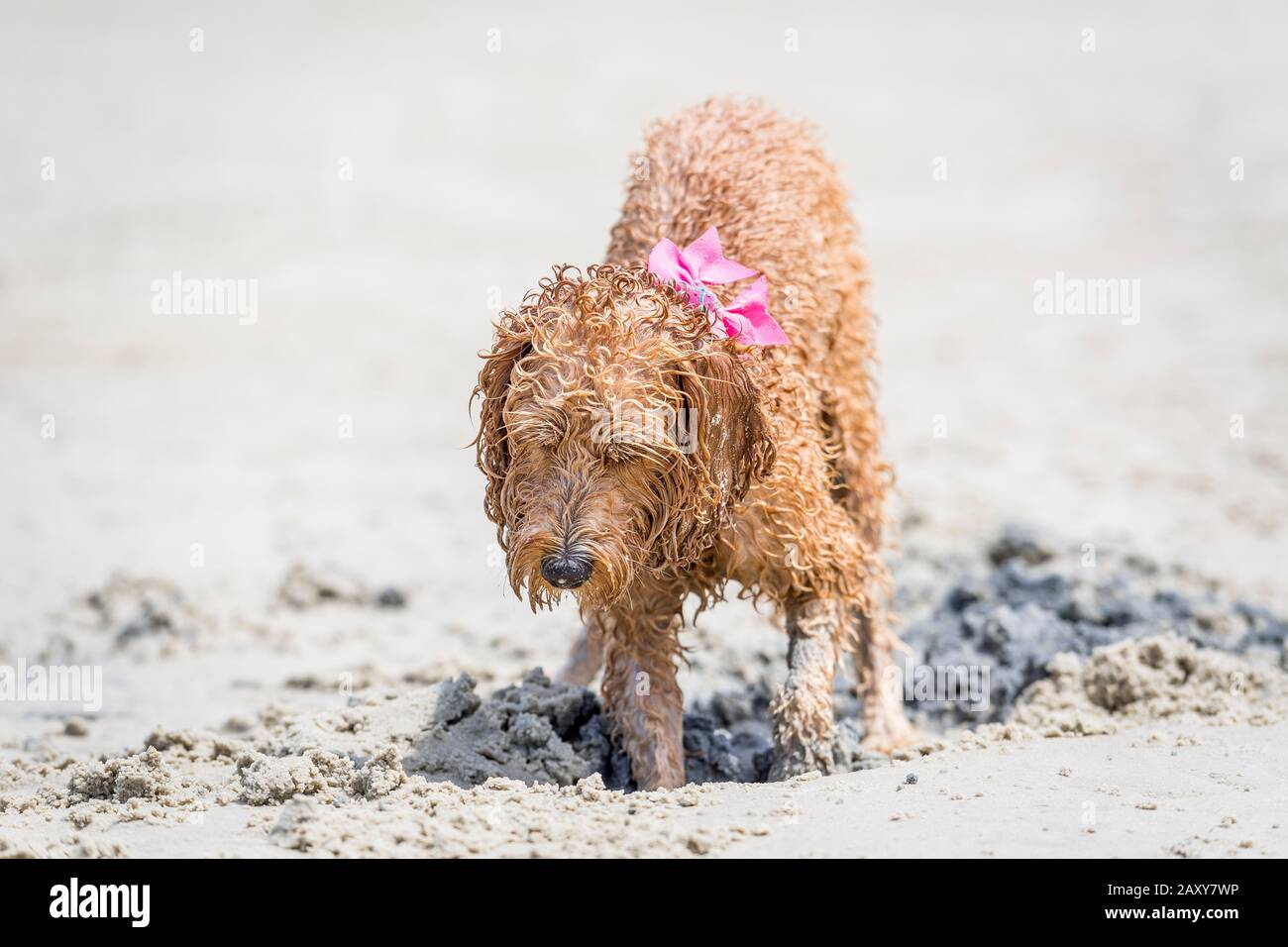 Un puppy spoodle che gioca alla spiaggia scavando un buco nella sabbia Foto Stock