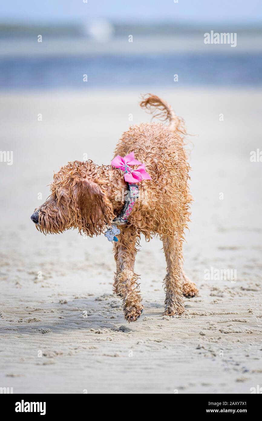 Un puppy spoodle che gioca in spiaggia Foto Stock