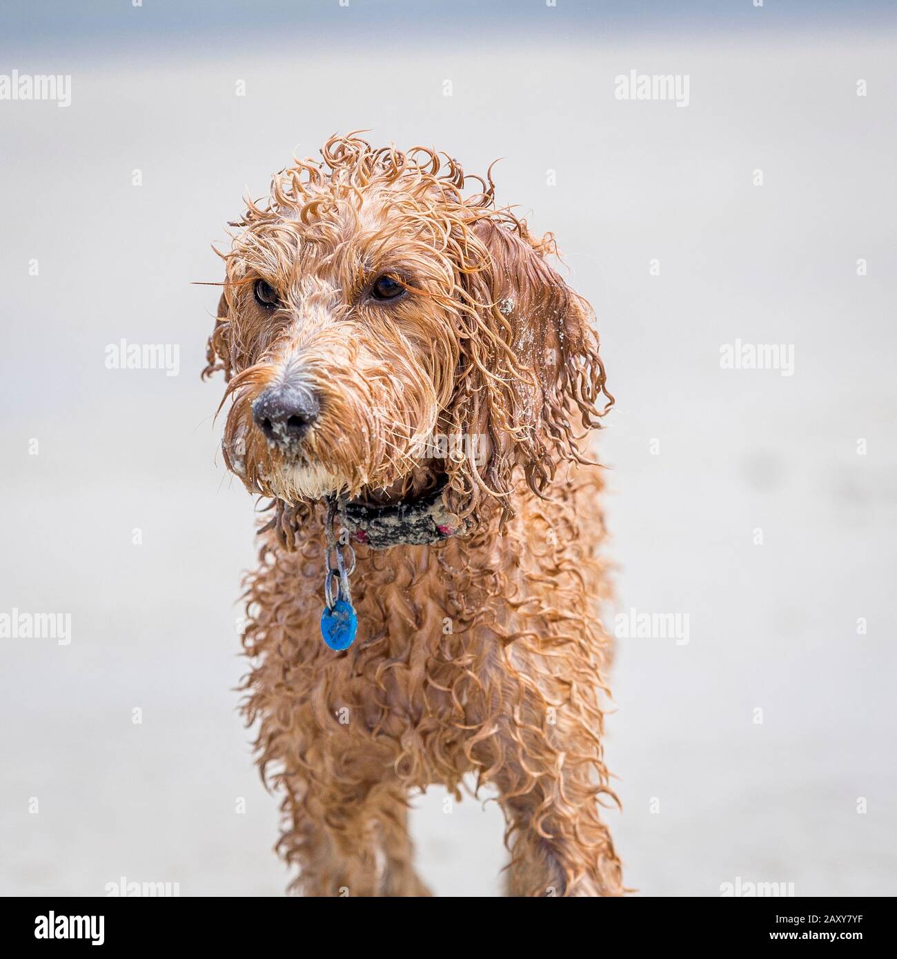 Un puppy spoodle alla spiaggia dimostra il cane bagnato sguardo. Foto Stock
