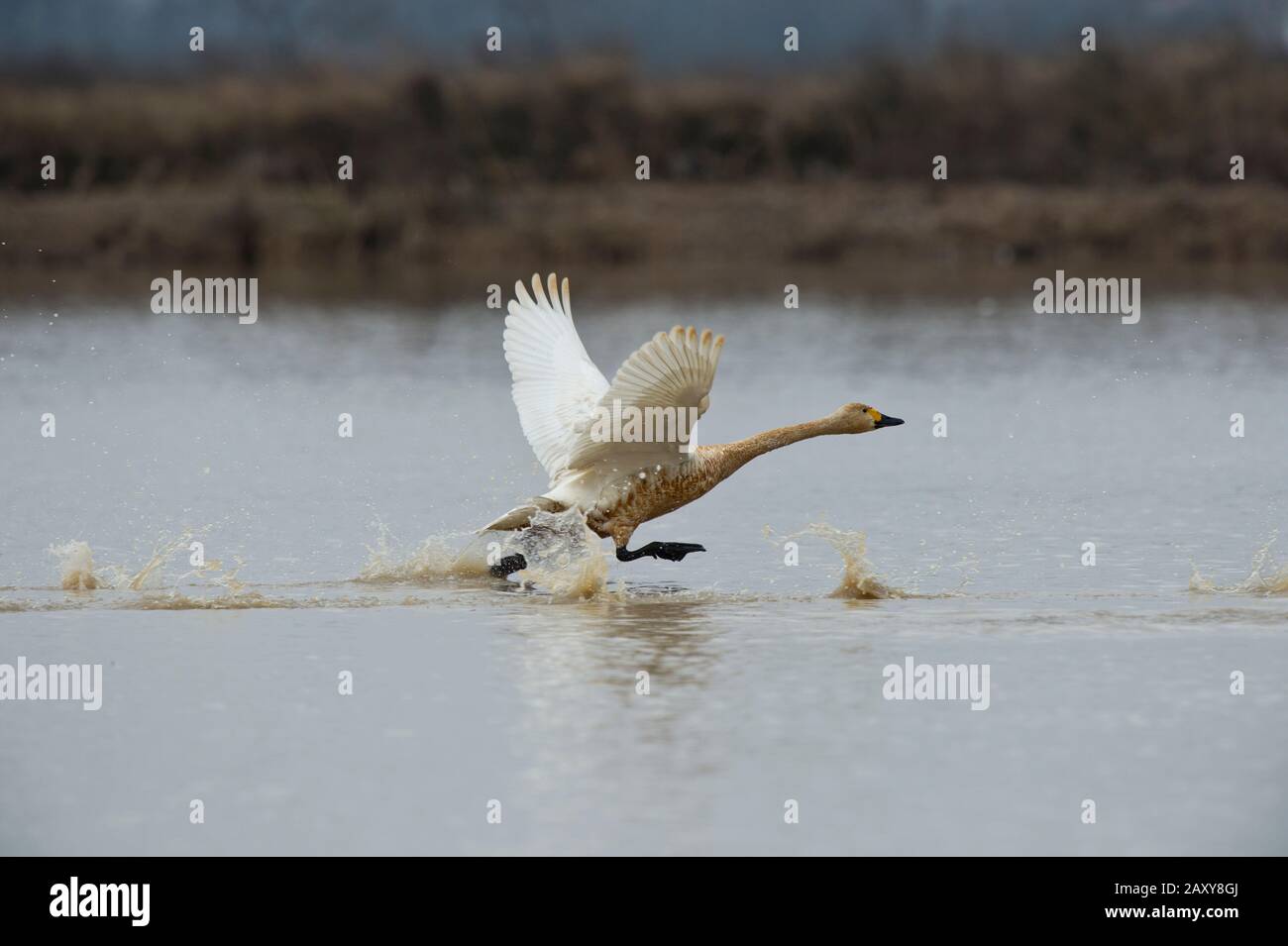 Whooper Swan (Cygnus cygnus) decollare dal lago a Wuxing Farm, Wuxing Nanchang, Poyang Lake Basin, Cina centro-orientale Foto Stock