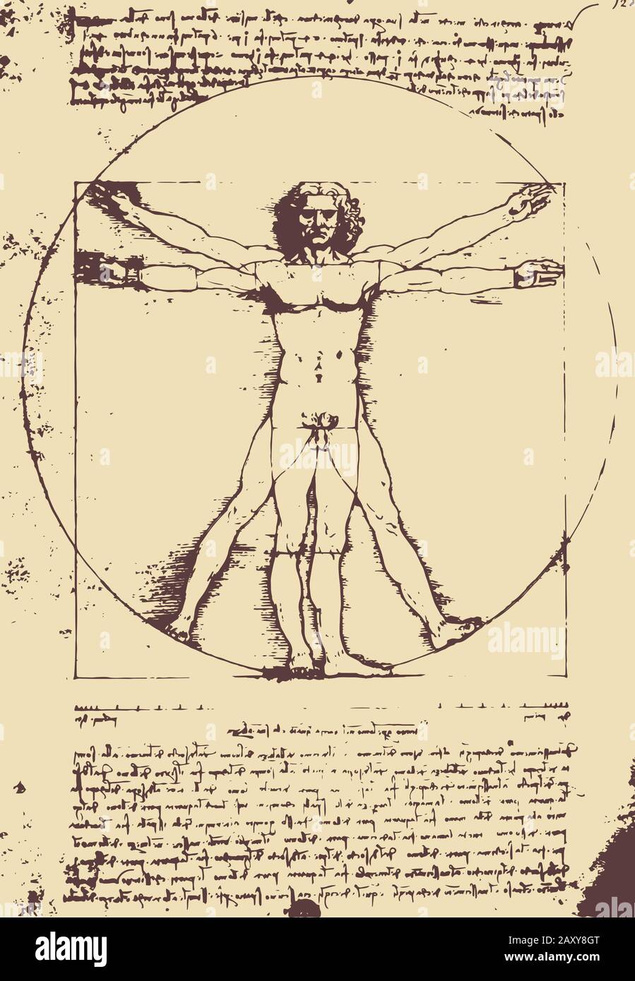 Illustrazione dell'uomo Vitruviano / Leonardo da Vinci Illustrazione Vettoriale