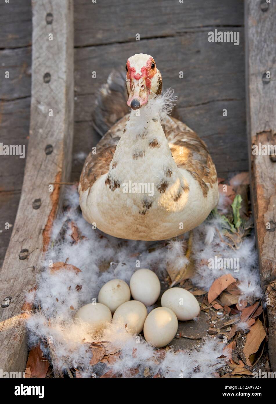 Una madre anatra e le sue uova su una vecchia barca di legno. Foto Stock