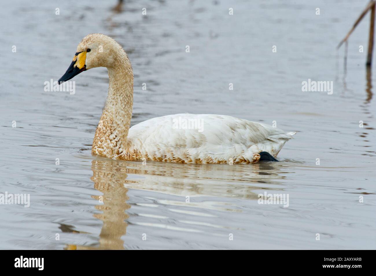 Swan (Cygnus cygnus) di caccia giovanile presso Wuxing Farm, Wuxing Nonchang, Poyang Lake Basin, Cina centro-orientale Foto Stock