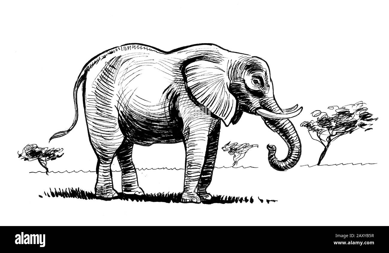 Elefante africano nella savana. Disegno in bianco e nero con inchiostro Foto Stock