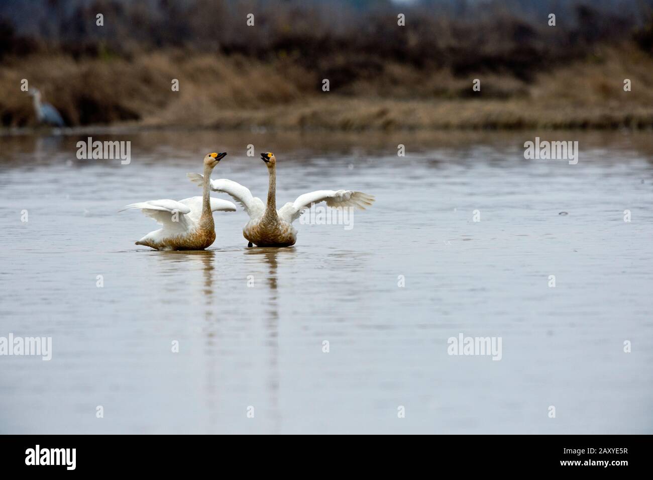 Whooper Swans (Cygnus cygnus) comportamento di riproduzione a Wuxing Farm, Wuxing Nonchang, Poyang Lake Basin, Cina centro-orientale Foto Stock