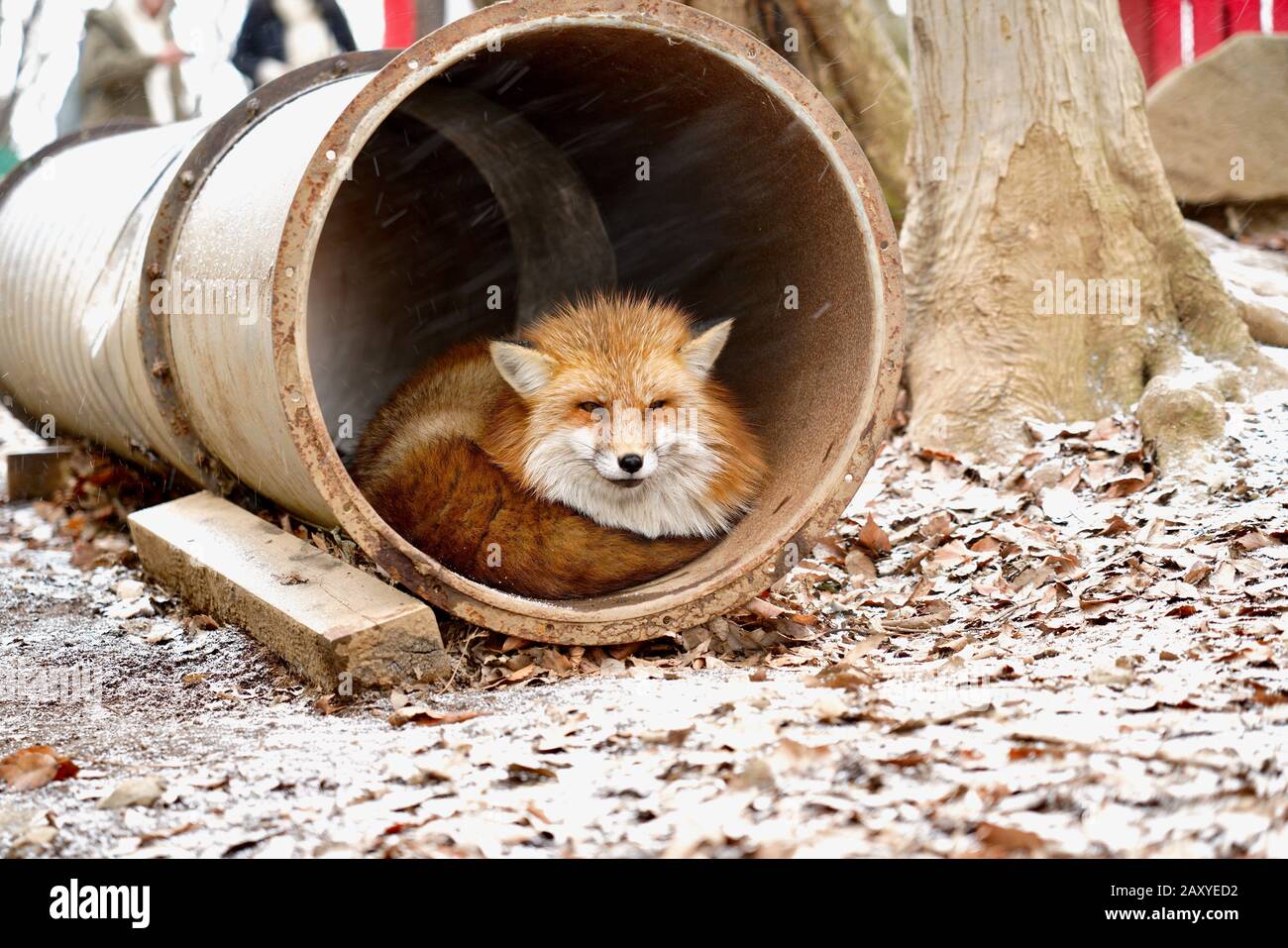 Volpi Al Zao Fox Village, Miyagi, Giappone Foto Stock