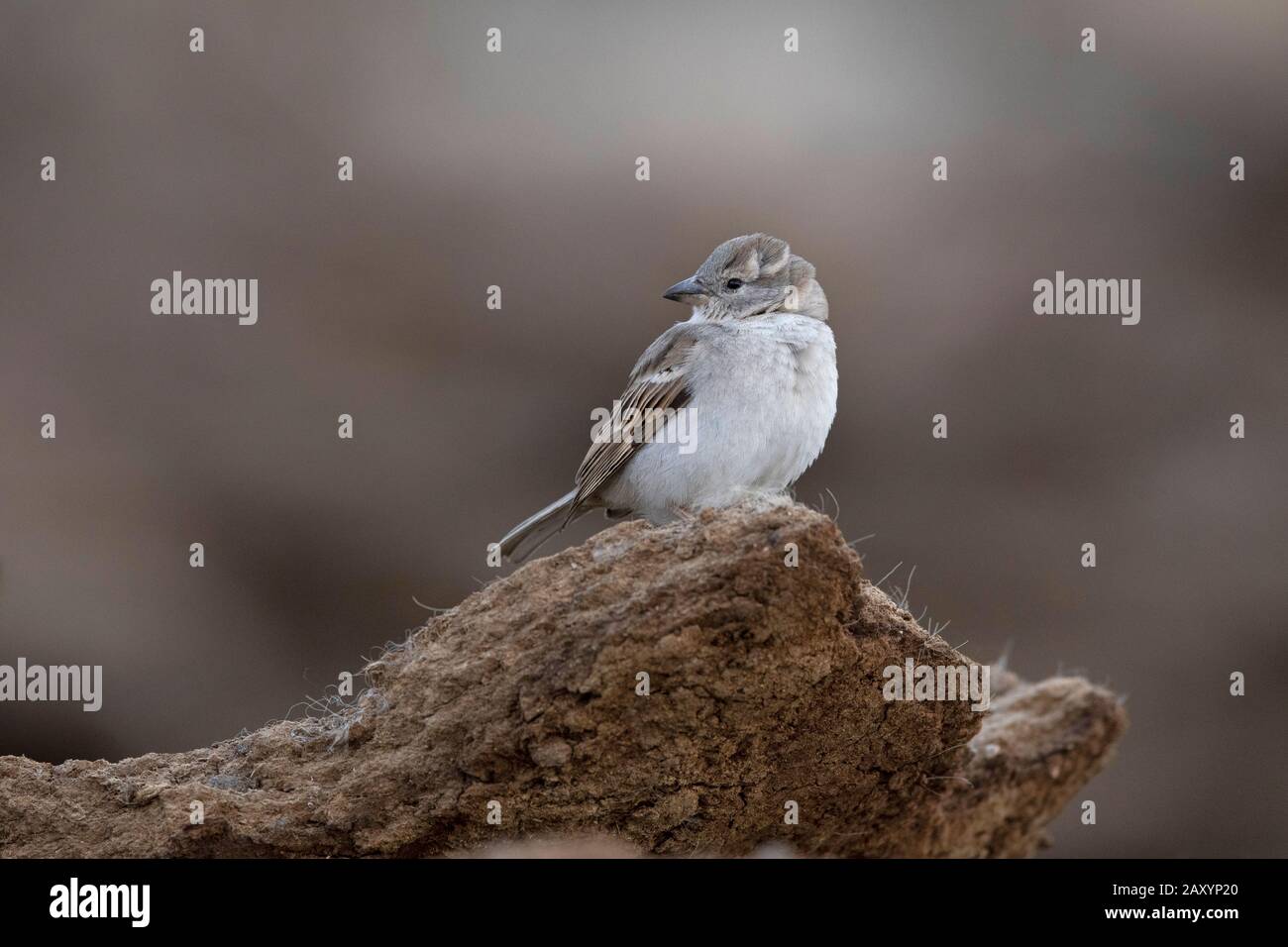 Sparrow Comune Femmina, Passer Addomesticus, Ladakh, Jammu E Kashmir, India Foto Stock