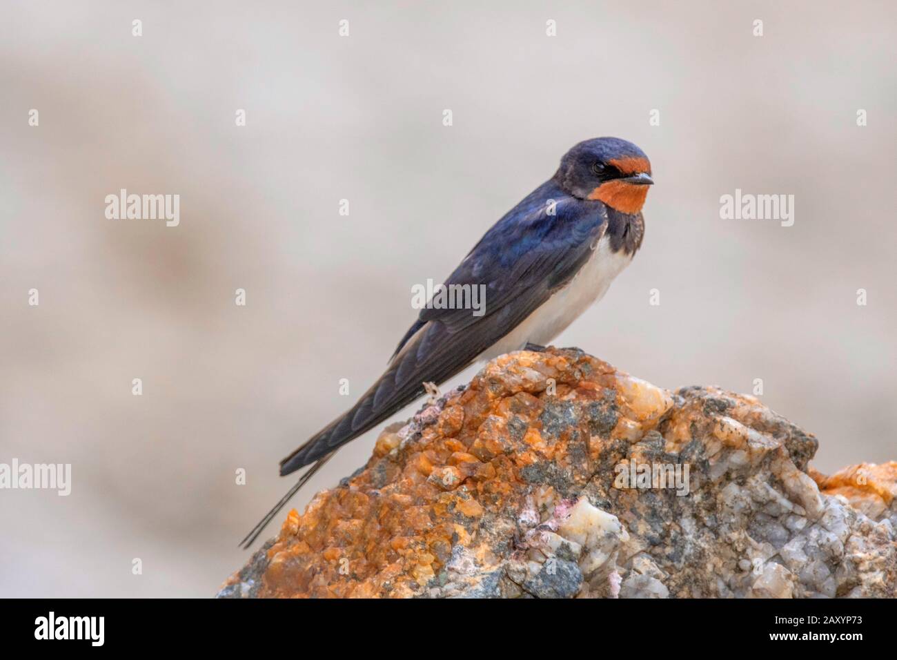 Barn Swallow, Hirundo Rustica, Ladakh, Jammu E Kashmir, India Foto Stock