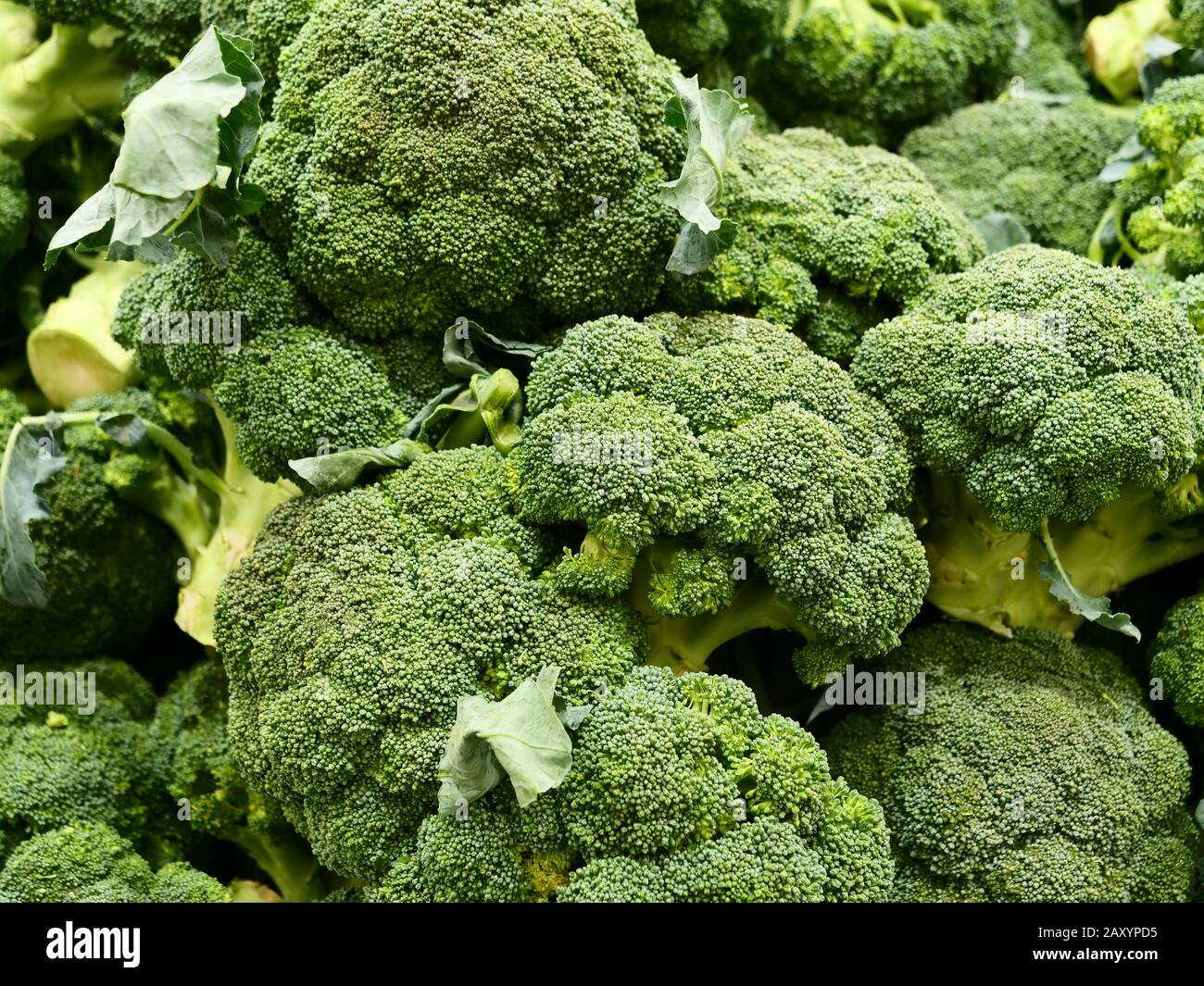 Closeup teste di Broccoli. Foto Stock