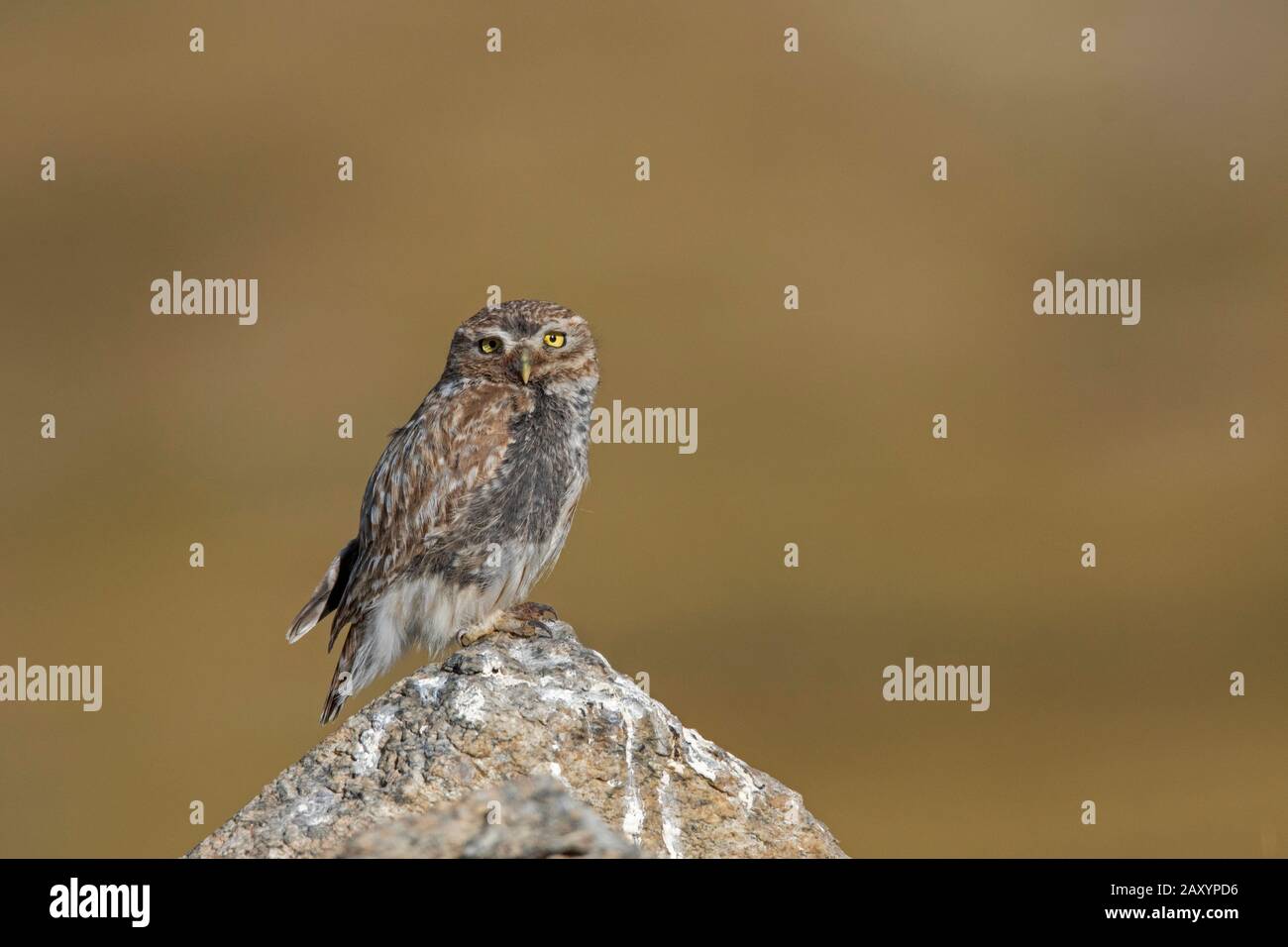 Little Owl, Athene Noctua, Ladakh, Jammu E Kashmir, India Foto Stock