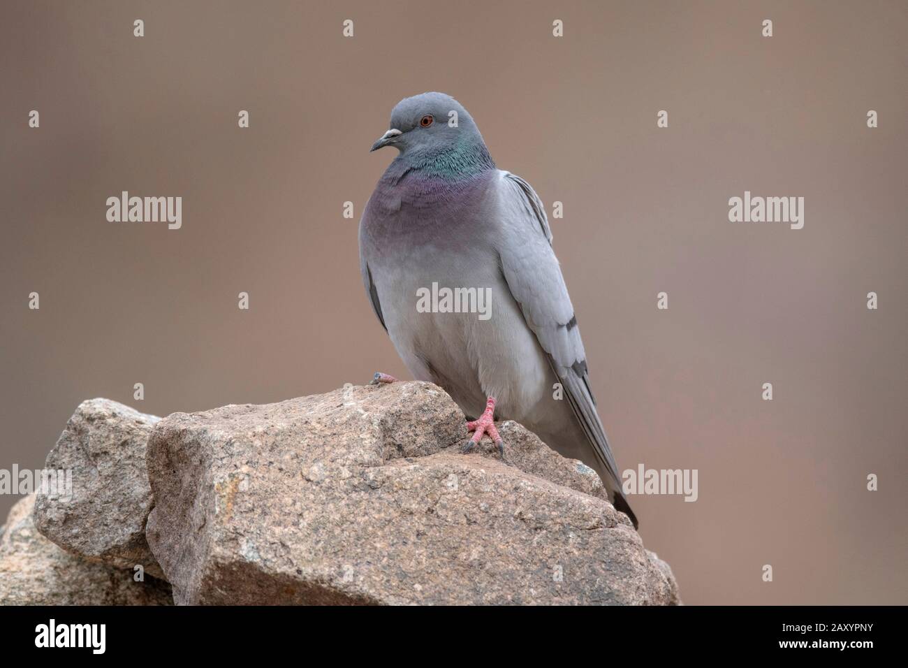 Hill Pigeon, Columba Rupestris, Ladakh, Jammu E Kashmir, India Foto Stock