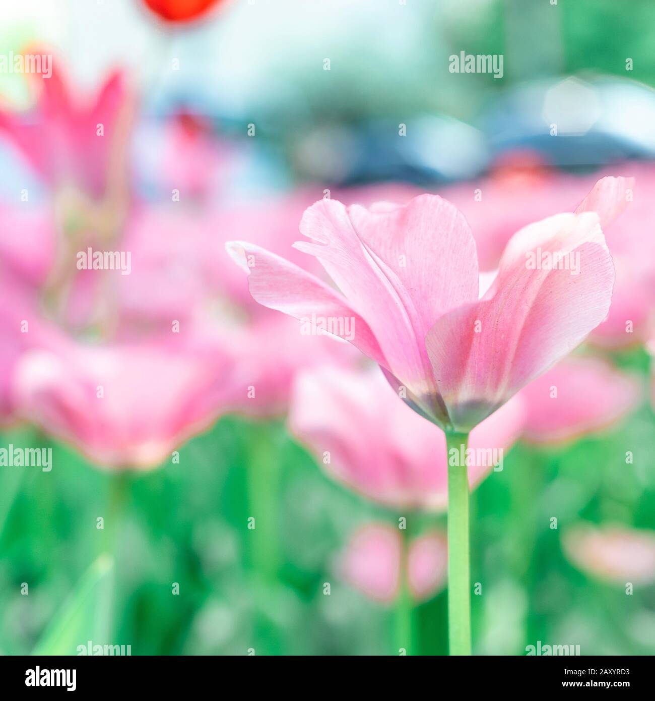 fiori di tulipano primaverile in giardino, atmosfera romantica e sognante, lilla e acqua menthe colori Foto Stock