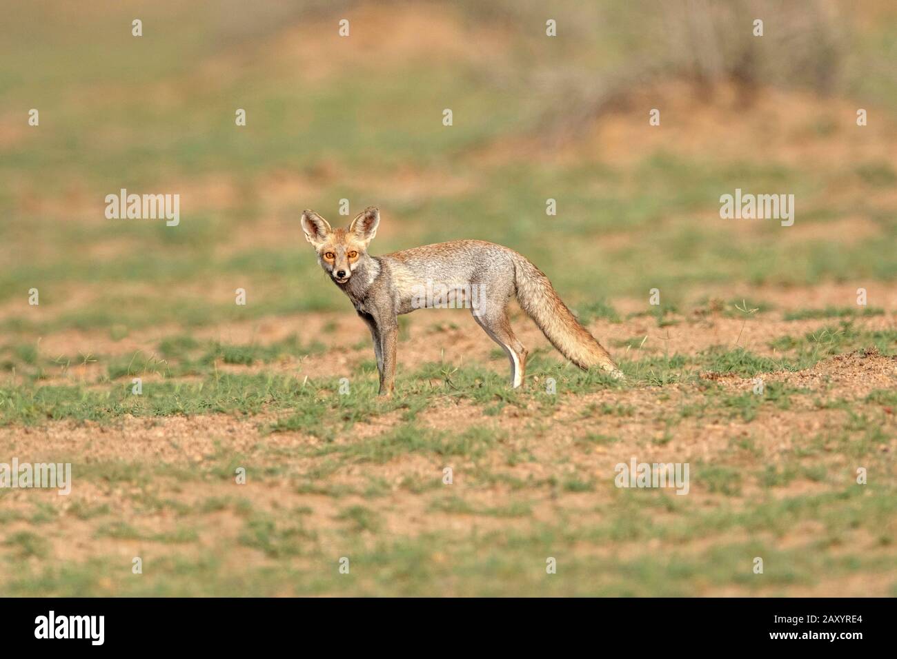 Desert Fox, volpe a piedi bianchi, Vulpes vulpes pusilla, Desert National Park, Rajasthan, India Foto Stock