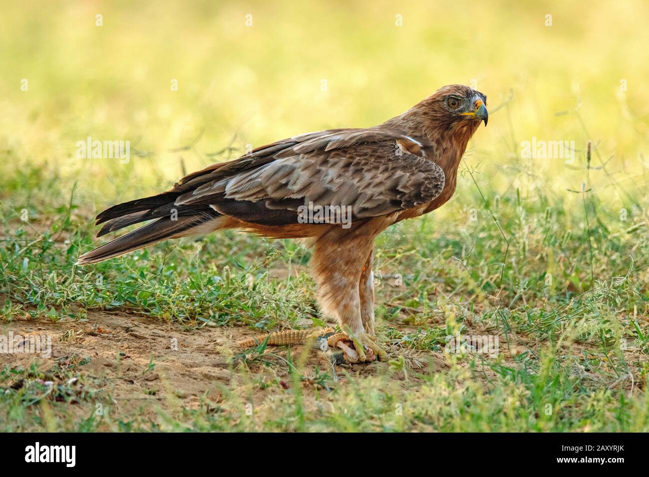 Aquila Dark Morph, Hieraetus pennatus, anche classificato come Aquila pennata, Parco Nazionale del deserto, Rajasthan, India Foto Stock