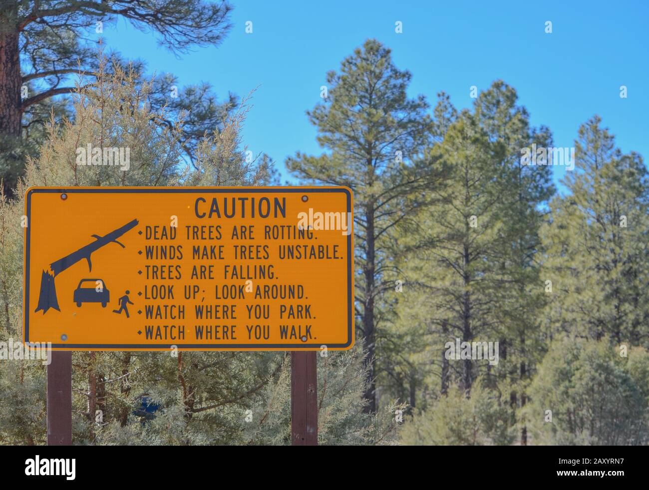 Un segnale di avvertimento. Alberi morti stanno marcendo. I venti rendono gli alberi instabili. Gli alberi stanno cadendo. Guarda in alto, Guarda intorno. Guarda dove si parcheggia e cammina. Navajo Foto Stock