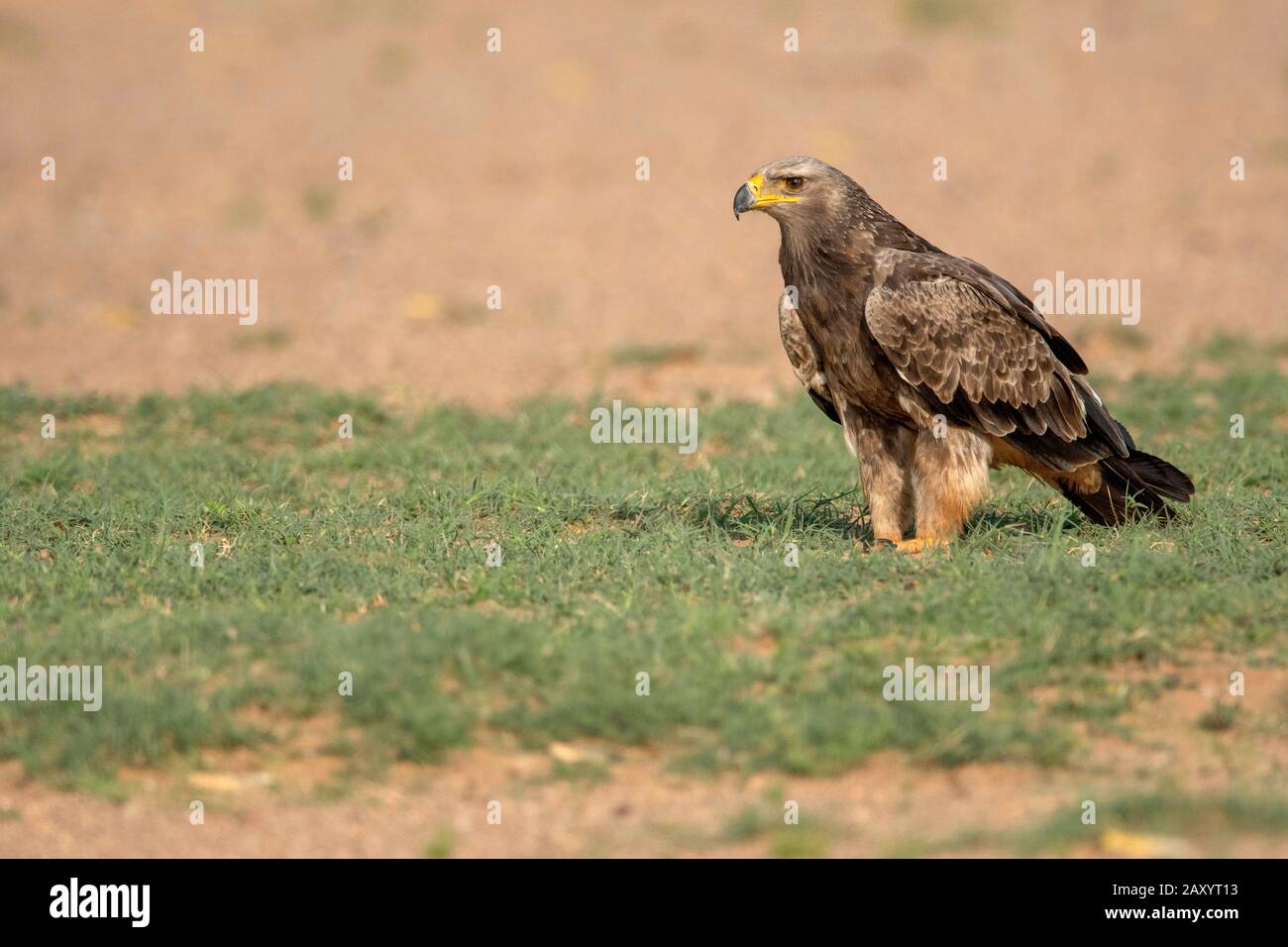 Aquila Tawny, Rapace Aquila, Parco Nazionale Del Deserto, Rajasthan, India Foto Stock