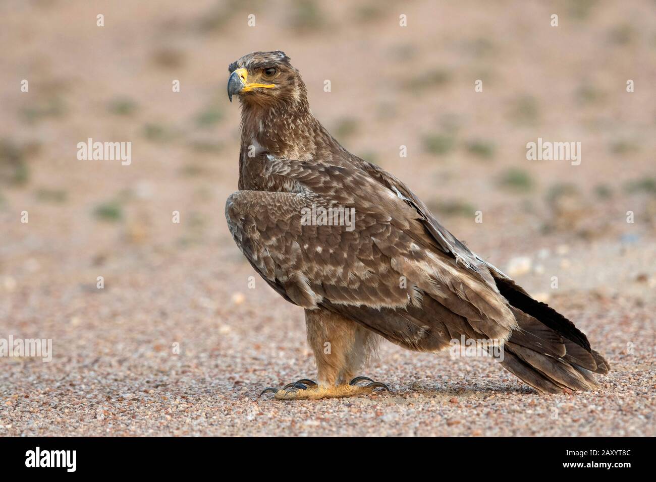 Aquila Tawny, Rapace Aquila, Parco Nazionale Del Deserto, Rajasthan, India Foto Stock