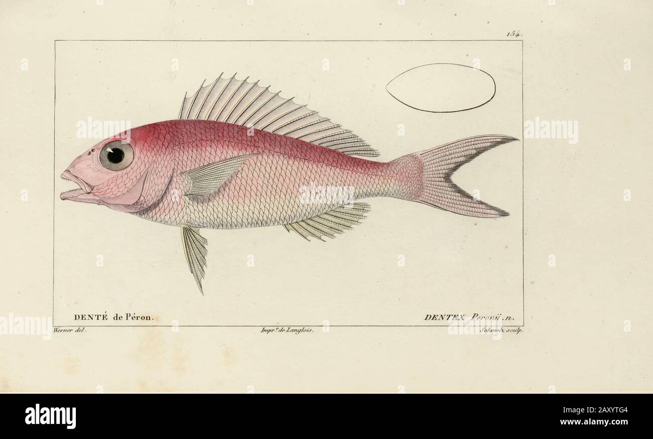 Dentex (dente) Histoire naturelle des poissons (Storia Naturale del Pesce) è un trattamento di 22 volumi di ittiologia pubblicato nel 1828-1849 dal francese savant Georges Cuvier (1769-1832) e il suo allievo e successore Achille Valenciennes (1794-1865). Foto Stock