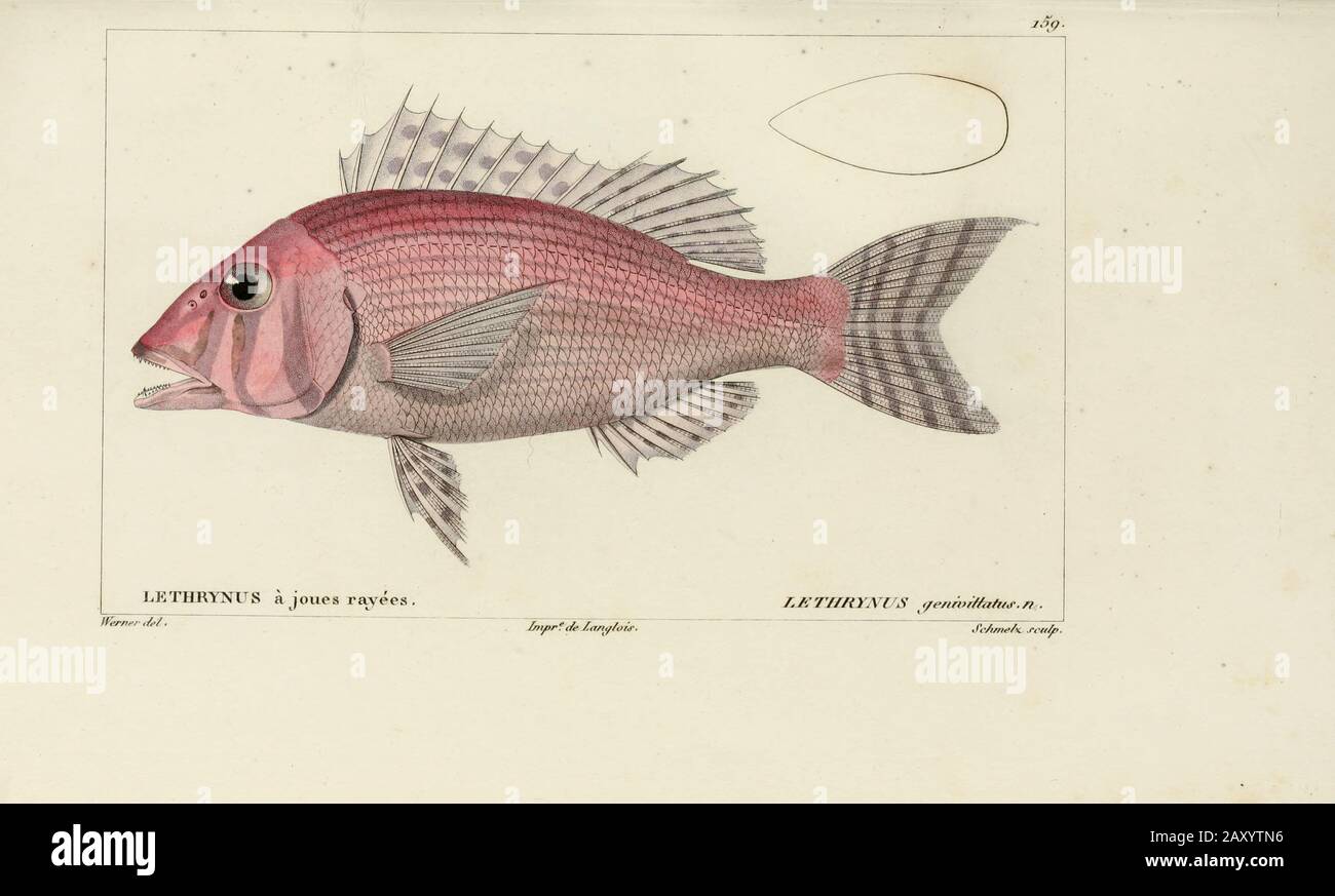 Lethrynus da Histoire naturelle des poissons (Storia Naturale del Pesce) è un trattamento di 22 volumi di ittiologia pubblicato nel 1828-1849 dal francese savant Georges Cuvier (1769-1832) e il suo allievo e successore Achille Valenciennes (1794-1865). Foto Stock