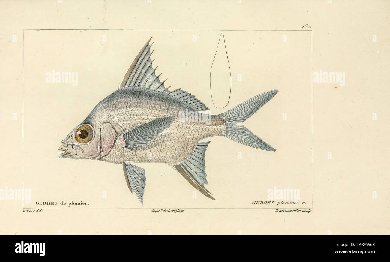 Gerres da Histoire naturelle des poissons (Storia Naturale del Pesce) è un trattamento di 22 volumi di ittiologia pubblicato nel 1828-1849 dal francese savant Georges Cuvier (1769-1832) e il suo allievo e successore Achille Valenciennes (1794-1865). Foto Stock