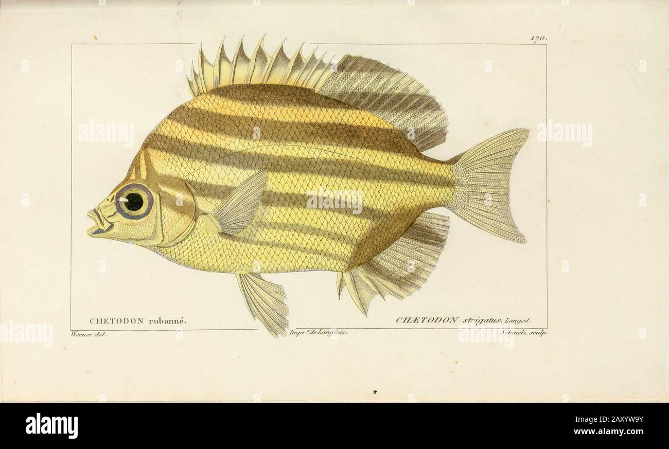 Chaetodon da Histoire naturelle des poissons (Storia Naturale del Pesce) è un trattamento di 22 volumi di ittiologia pubblicato nel 1828-1849 dal francese savant Georges Cuvier (1769-1832) e il suo allievo e successore Achille Valenciennes (1794-1865). Foto Stock