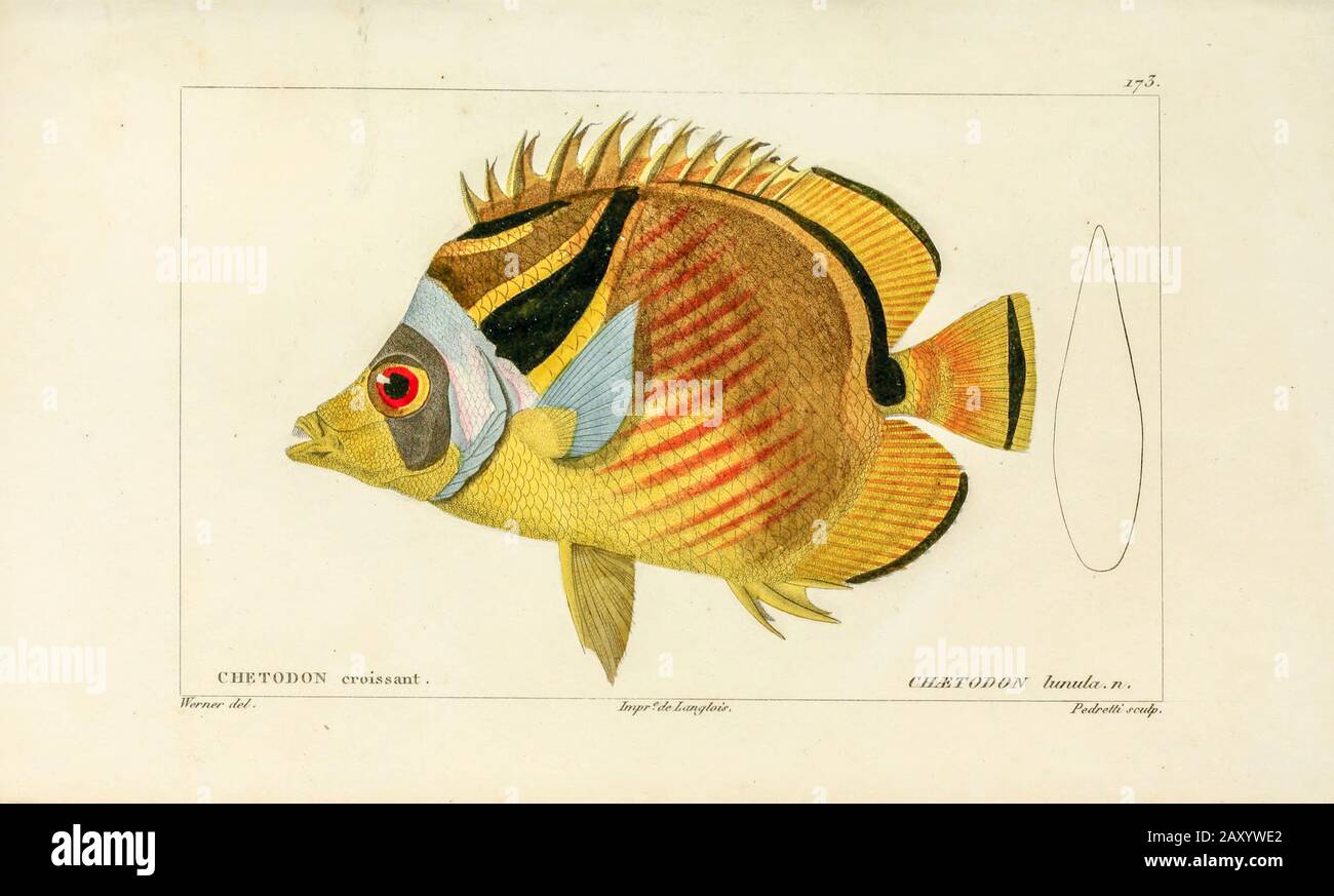 Chaetodon da Histoire naturelle des poissons (Storia Naturale del Pesce) è un trattamento di 22 volumi di ittiologia pubblicato nel 1828-1849 dal francese savant Georges Cuvier (1769-1832) e il suo allievo e successore Achille Valenciennes (1794-1865). Foto Stock