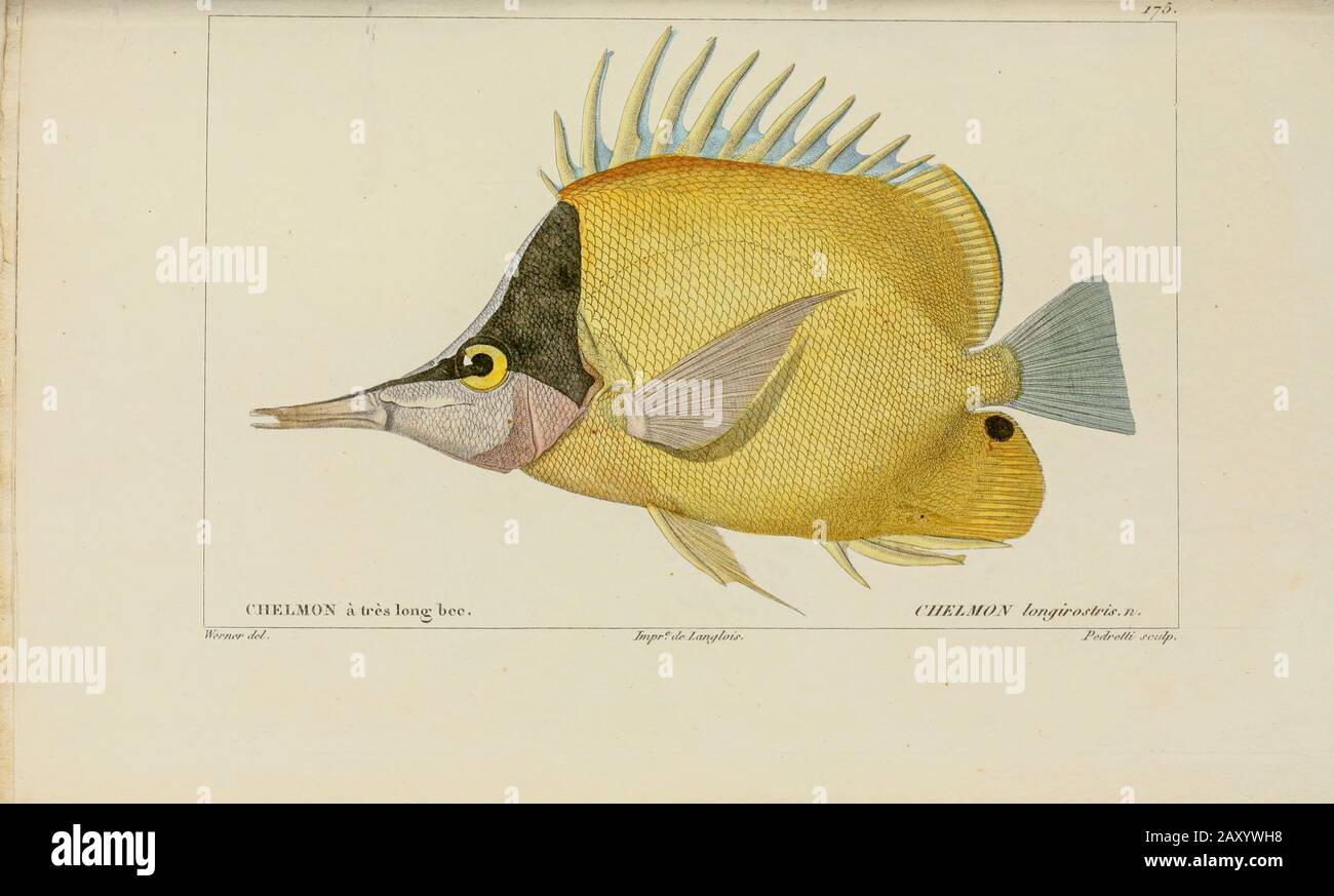 Chelmon da Histoire naturelle des poissons (Storia Naturale del Pesce) è un trattamento di 22 volumi di ittiologia pubblicato nel 1828-1849 dal francese savant Georges Cuvier (1769-1832) e il suo allievo e successore Achille Valenciennes (1794-1865). Foto Stock