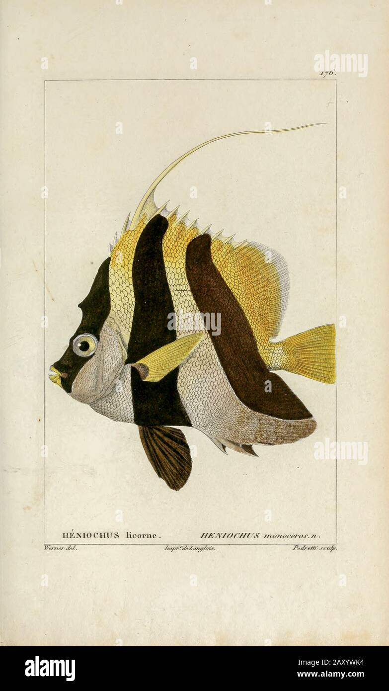 Heniocus di Histoire naturelle des poissons (Storia Naturale del Pesce) è un trattamento di 22 volumi di ittiologia pubblicato nel 1828-1849 dal francese savant Georges Cuvier (1769-1832) e il suo allievo e successore Achille Valenciennes (1794-1865). Foto Stock