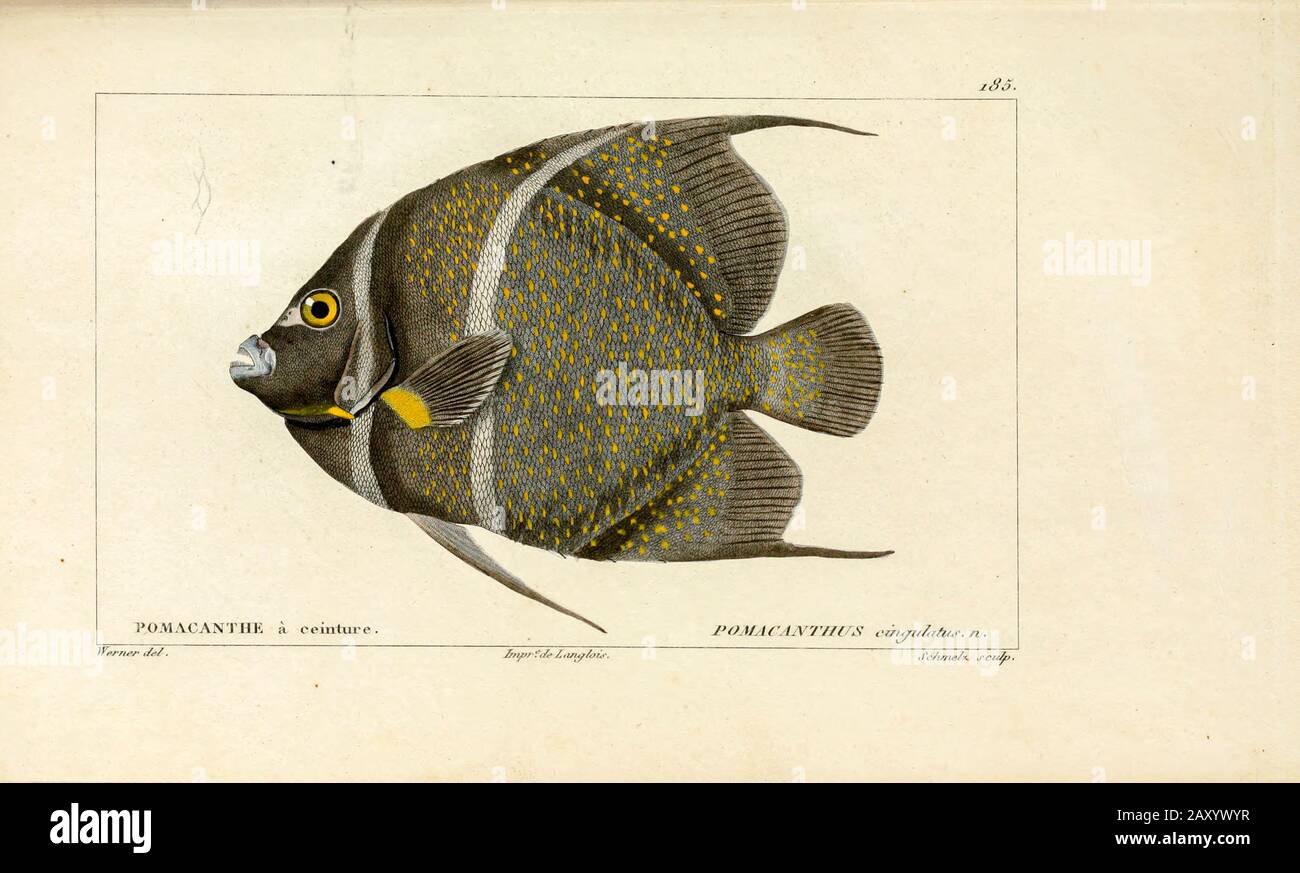 Pomacanthus di Histoire naturelle des poissons (Storia Naturale del Pesce) è un trattamento di 22 volumi di ittiologia pubblicato nel 1828-1849 dal francese savant Georges Cuvier (1769-1832) e il suo allievo e successore Achille Valenciennes (1794-1865). Foto Stock
