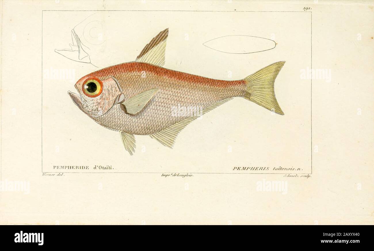 Pempheris di Histoire naturelle des poissons (Storia Naturale del Pesce) è un trattamento di 22 volumi di ittiologia pubblicato nel 1828-1849 dal francese savant Georges Cuvier (1769-1832) e il suo allievo e successore Achille Valenciennes (1794-1865). Foto Stock