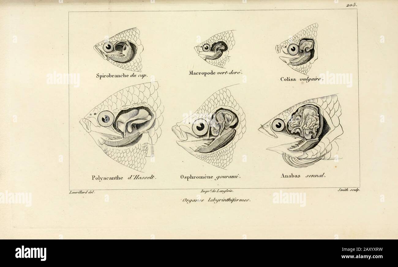 Teste e falene di vari pesci da Histoire naturelle des poissons (Storia Naturale del Pesce) è un trattamento di 22 volumi di ittiologia pubblicato nel 1828-1849 dal francese savant Georges Cuvier (1769-1832) e il suo allievo e successore Achille Valenciennes (1794-1865). Foto Stock