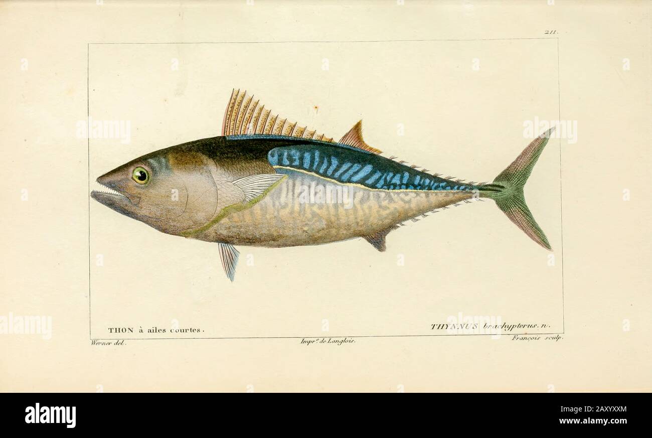 Thynnus da Histoire naturelle des poissons (Storia Naturale del Pesce) è un trattamento di 22 volumi di ittiologia pubblicato nel 1828-1849 dal francese savant Georges Cuvier (1769-1832) e il suo allievo e successore Achille Valenciennes (1794-1865). Foto Stock